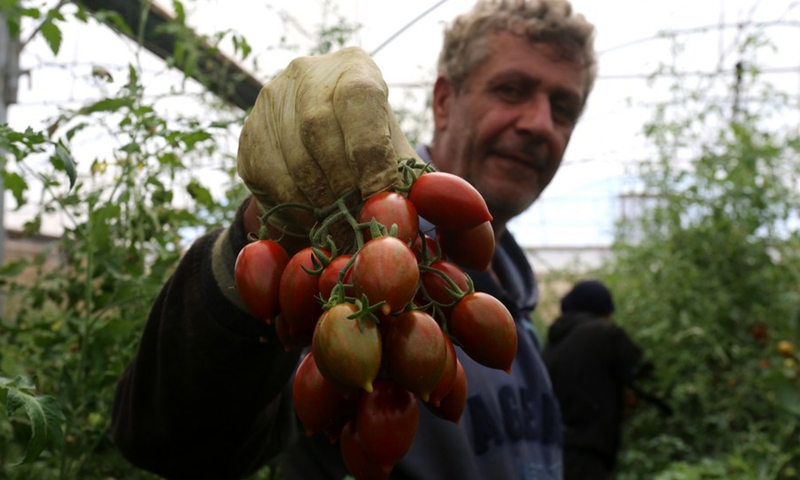 Palestinian farm worker Jamal Ahmed displays freshly picked cherry tomatoes at a farm in the West Bank city of Jenin, on June 8, 2021.(Photo: Xinhua)