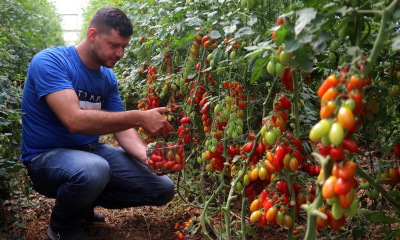 Palestinian farm owner Ali Khalaf harvests cherry tomatoes in his greenhouse farm in the West Bank city of Jenin, June 8, 2021.(Photo: Xinhua)