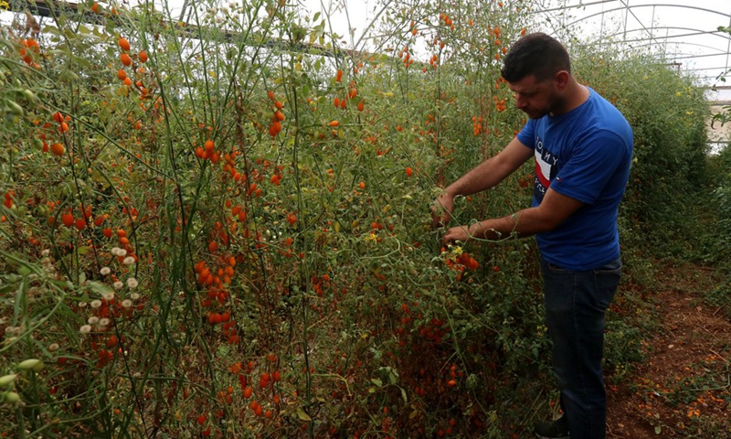 Palestinian farm owner Ali Khalaf harvests cherry tomatoes in his greenhouse farm in the West Bank city of Jenin, on June 8, 2021.(Photo: Xinhua)