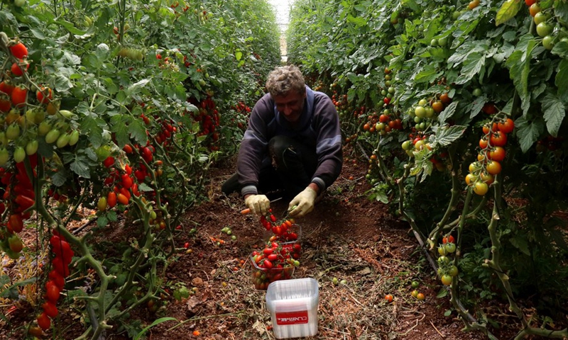 Palestinian farm worker Jamal Ahmed picks cherry tomatoes at Ali Khalaf's farm in the West Bank city of Jenin, on June 8, 2021.(Photo: Xinhua)