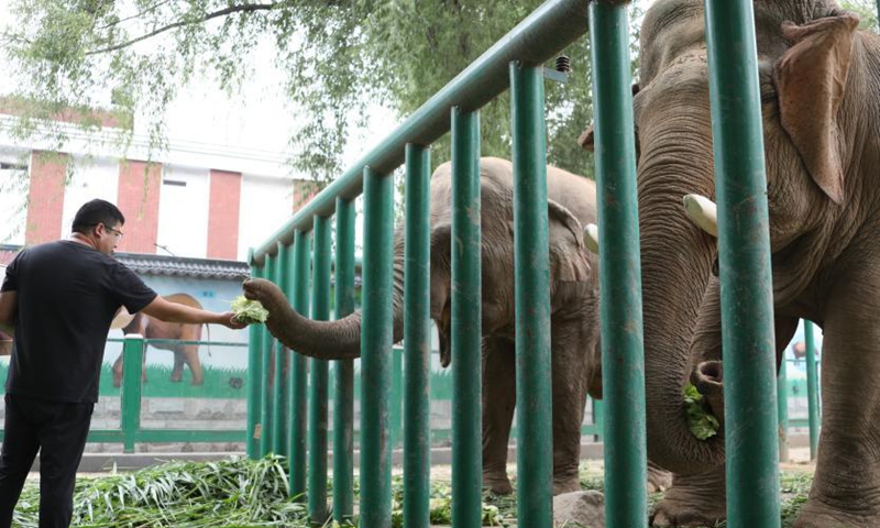 A staff member feeds zongzi to elephants at Zhengzhou Zoo in Henan Province, June 9, 2021. Photo: China News Service