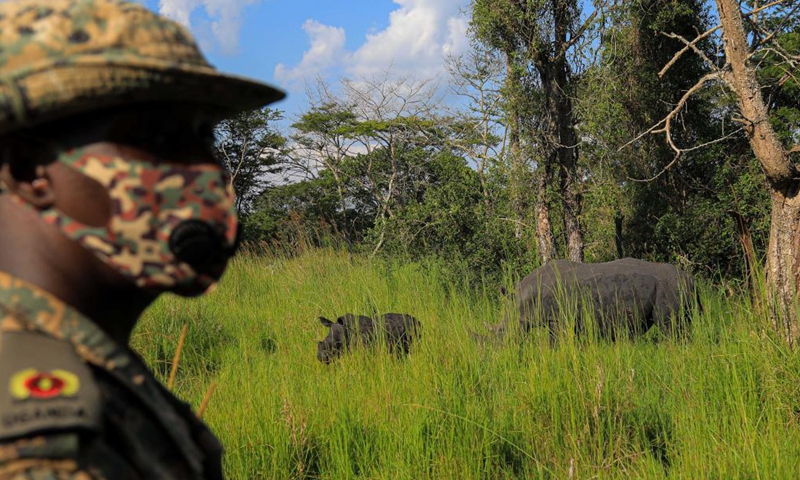 A white rhino and a calf are seen at the Ziwa Rhino Sanctuary in Nakasongola district, Central region, Uganda, June 10, 2021. Ziwa Rhino Sanctuary was on Thursday reopened to tourist after a management dispute led to its closure weeks ago. Uganda Wildlife Authority (UWA), a state-run conservation agency in a statement issued said tourist can now visit the 33 rhinos at the sanctuary.Photo:Xinhua