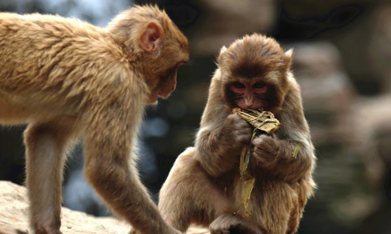 Monkeys enjoy special zongzi at Zhengzhou Zoo in Henan Province, June 9, 2021. Photo: China News Service