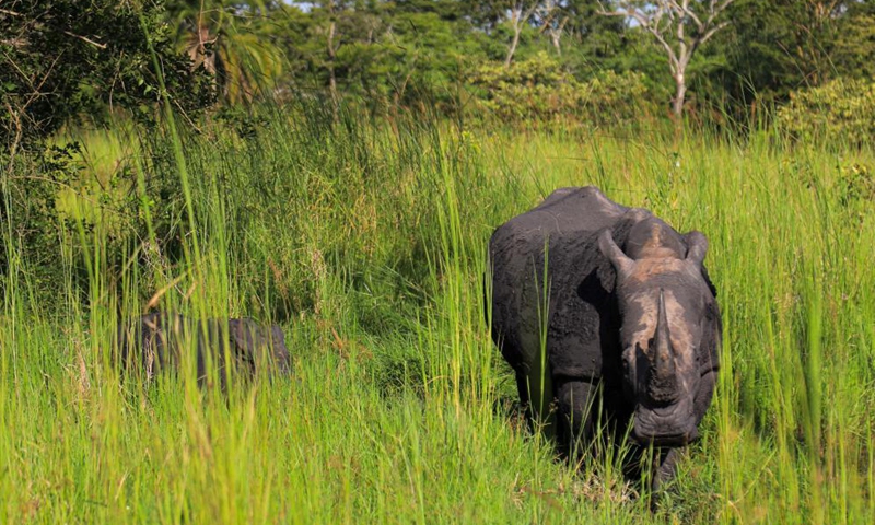 A white rhino and a calf are seen at the Ziwa Rhino Sanctuary in Nakasongola district, Central region, Uganda, June 10, 2021. Ziwa Rhino Sanctuary was on Thursday reopened to tourist after a management dispute led to its closure weeks ago. Uganda Wildlife Authority (UWA), a state-run conservation agency in a statement issued said tourist can now visit the 33 rhinos at the sanctuary.Photo:Xinhua