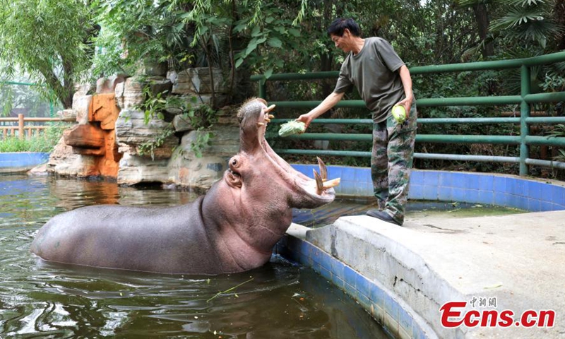 A staff member feeds zongzi (traditional Chinese glutinous rice dumplings) to the hippo at Zhengzhou Zoo in Henan Province, June 9, 2021.  Photo: China News Service