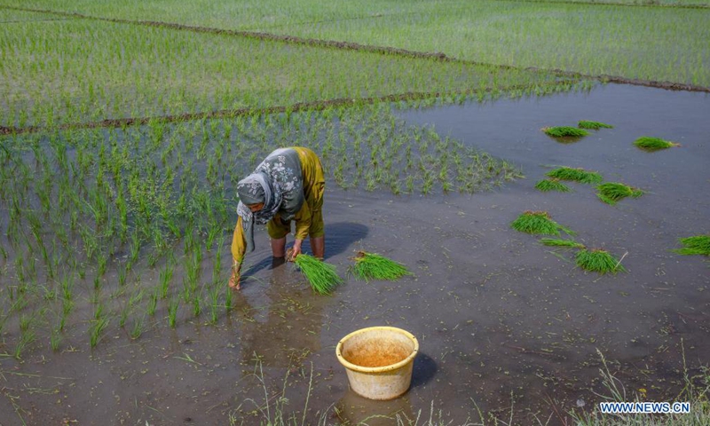 A farmer plants rice seedlings on a paddy field at a village in Anantnag, about 65 km south of Srinagar city, the summer capital of Indian-controlled Kashmir, June 11, 2021.Photo: Xinhua