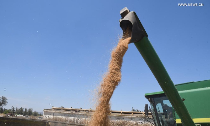 An agricultural machine harvests wheat at a field in Manouba, Tunisia, June 12, 2021. Wheat is the main staple crop in Tunisia. Tunisia officially started the wheat harvesting on Saturday. (Photo by Adel Ezzine/Xinhua)