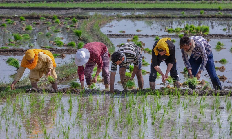 Farmers plant rice seedlings on a paddy field at a village in Anantnag, about 65 km south of Srinagar city, the summer capital of Indian-controlled Kashmir, June 11, 2021.Photo: Xinhua