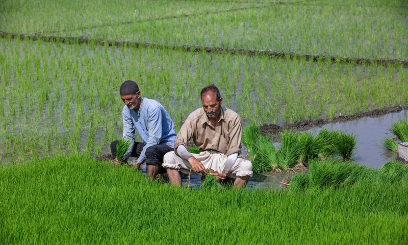 Farmers work in a paddy field at a village in Anantnag, about 65 km south of Srinagar city, the summer capital of Indian-controlled Kashmir, June 11, 2021. Photo: Xinhua