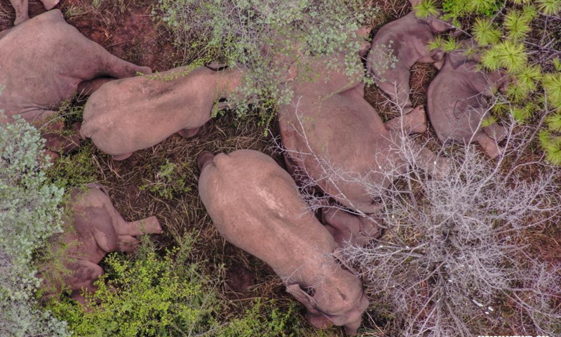 Aerial photo taken on June 11, 2021 shows a herd of wild Asian elephants in Yimen County of Yuxi City, southwest China's Yunnan Province. The wandering wild Asian elephant herd has headed 8.12 km further southwest as of 5 p.m. Friday. They were seen lingering by Shijie Township in Yimen County. Photo:Xinhua
