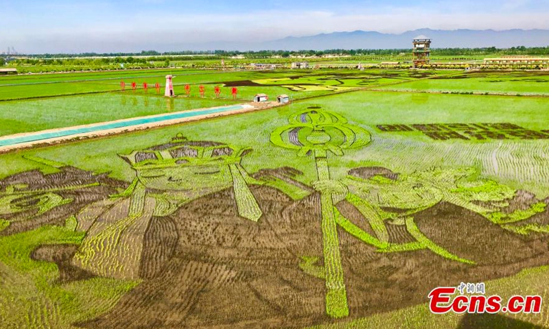 This photo taken on June 10, 2021, shows a rice paddy field painting under Helan Mountain in Helan County, Yinchuan City, Ningxia. (Photo/Li Zeyang)