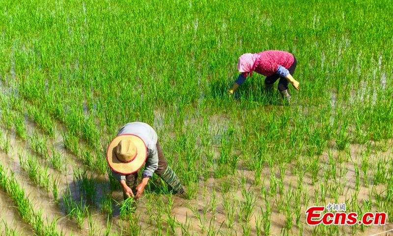 Farmers work in the fields in Helan County, Yinchuan City, Ningxia, June 10, 2021. (Photo/Li Zeyang)