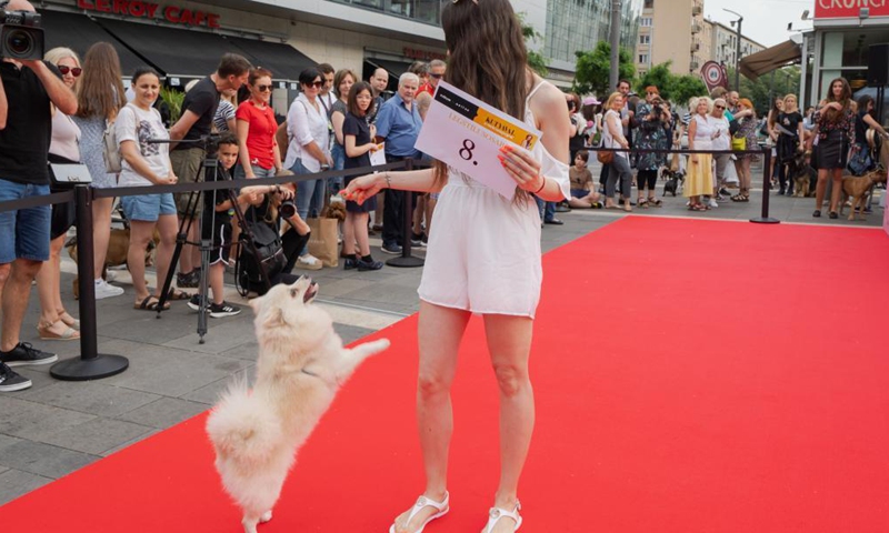 A dog with its owner participates in the Dogs on the Red Carpet fashion show in Budapest, Hungary, June 12, 2021. (Photo by Attila Volgyi/Xinhua)