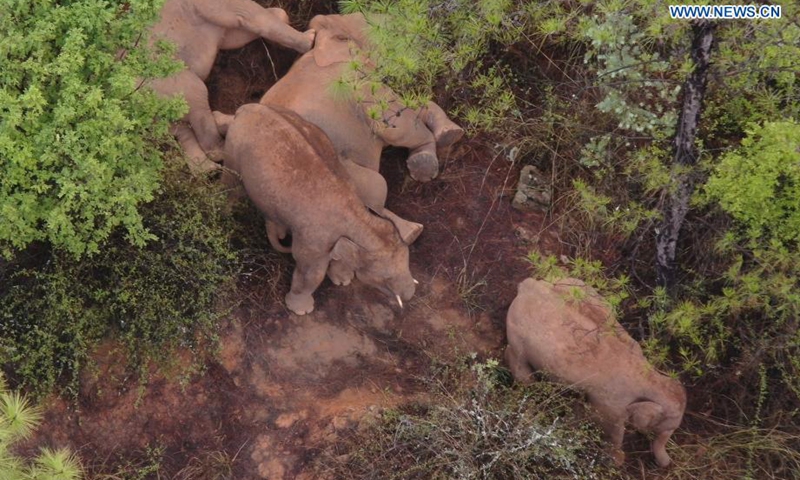 Aerial photo taken on June 12, 2021 shows a herd of wild Asian elephants in Shije Township of Yimen County, Yuxi City, southwest China's Yunnan Province. The wandering wild Asian elephant herd were seen lingering by Shijie Township in Yimen County.Photo:Xinhua