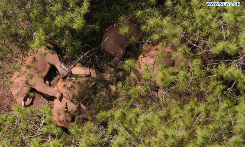Aerial photo taken on June 12, 2021 shows a herd of wild Asian elephants in Shije Township of Yimen County, Yuxi City, southwest China's Yunnan Province. The wandering wild Asian elephant herd were seen lingering by Shijie Township in Yimen County.Photo:Xinhua