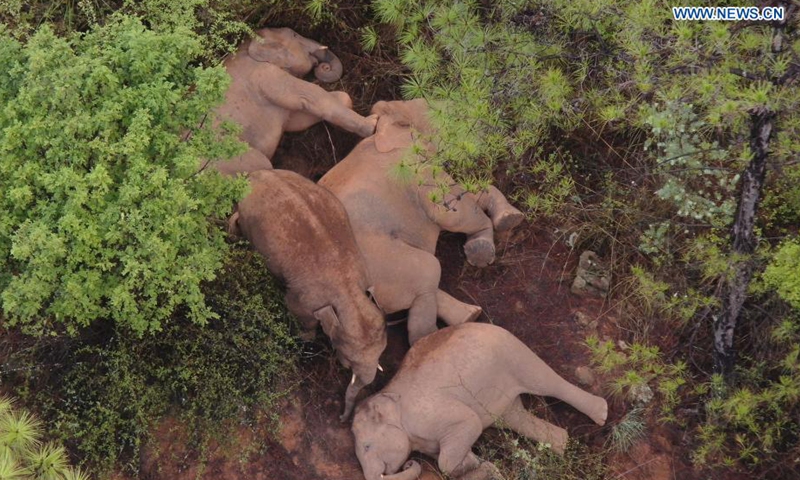 Aerial photo taken on June 12, 2021 shows a herd of wild Asian elephants in Shije Township of Yimen County, Yuxi City, southwest China's Yunnan Province. The wandering wild Asian elephant herd were seen lingering by Shijie Township in Yimen County.Photo:Xinhua
