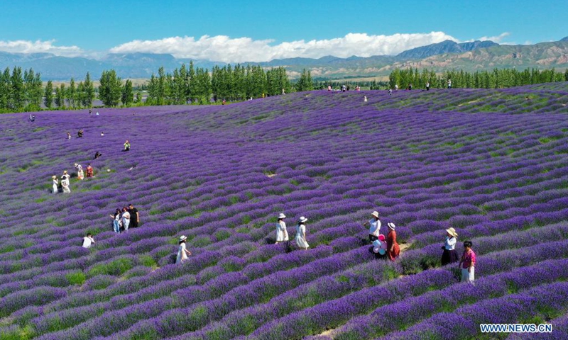 Aerial photo taken on June 13, 2021 shows people visiting a lavender farm in Huocheng County, northwest China's Xinjiang Uygur Autonomous Region. (Photo: Xinhua)