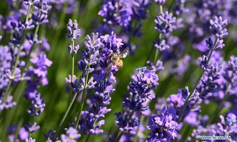 Photo taken on June 13, 2021 shows lavender blossoms in a lavender farm in Huocheng County, northwest China's Xinjiang Uygur Autonomous Region.(Photo: Xinhua)