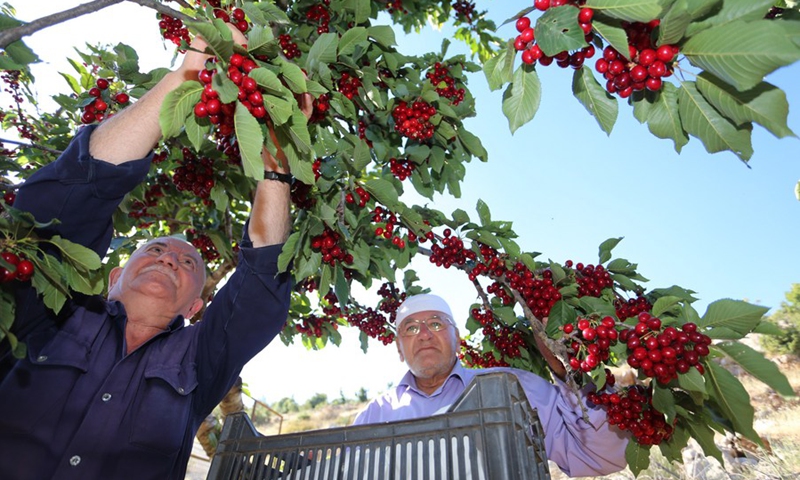 Two farmers pick cherries in an orchard in the town of Shebaa in the east of southern Lebanon, on June 14, 2021.(Photo: Xinhua)