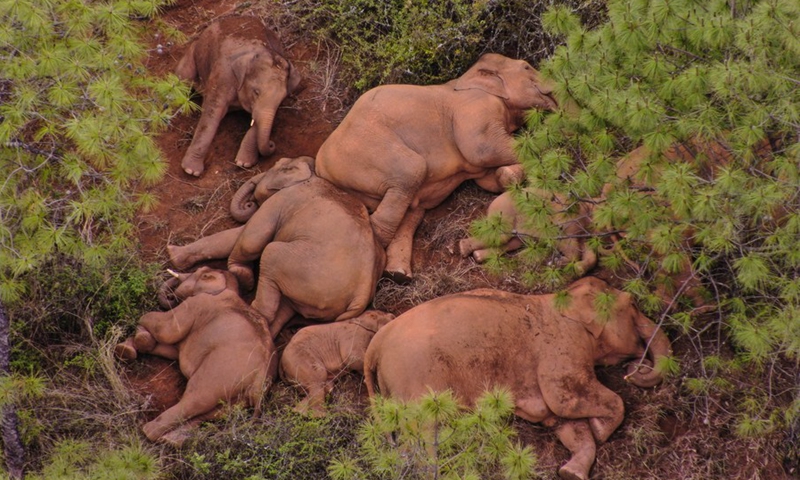Aerial photo taken on June 14, 2021 shows a herd of wild Asian elephants in Shijie Township of Yimen County, Yuxi City, southwest China's Yunnan Province.(Photo: Xinhua)