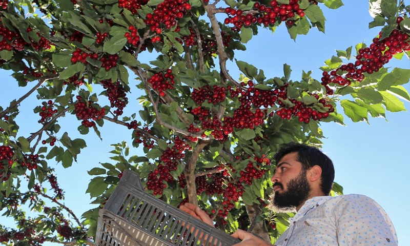 A farmer picks cherries in an orchard in the town of Shebaa in the east of southern Lebanon, on June 14, 2021.(Photo: Xinhua)