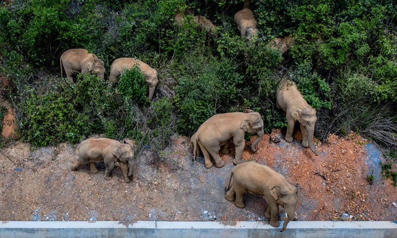 Aerial photo taken on May 28, 2021 shows a herd of wild Asian elephants in Eshan County, Yuxi City, southwest China's Yunnan Province.(Photo: Xinhua)