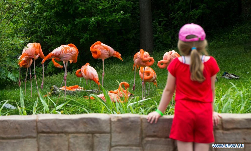 A girl looks at flamingos at the Toronto Zoo in Toronto, Canada, on June 19, 2021. The Toronto Zoo officially reopened to the public on Saturday after being closed to visitors since November 23, 2020.(Photo: Xinhua)