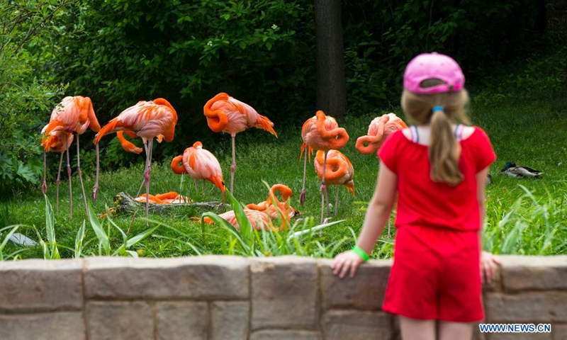 A girl looks at flamingos at the Toronto Zoo in Toronto, Canada, on June 19, 2021. The Toronto Zoo officially reopened to the public on Saturday after being closed to visitors since November 23, 2020.(Photo: Xinhua)