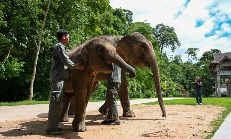 Guardians play with the rescued Asian elephants at the Asian Elephant Breeding and Rescue Center in Xishuangbanna Dai Autonomous Prefecture, southwest China's Yunnan Province, June 17, 2021.(Photo: Xinhua)