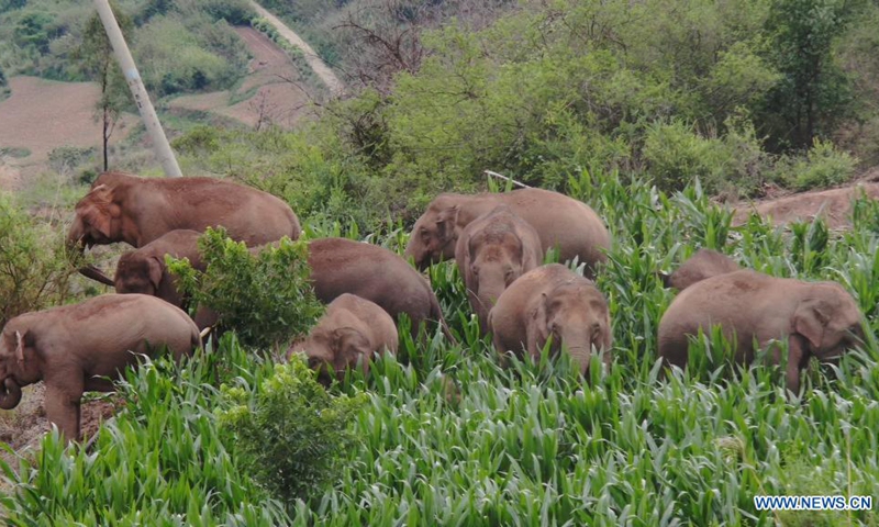 Aerial video clip taken on June 20, 2021 shows the Asian elephants in Dalongtan Township of Eshan County, Yuxi City of southwest China's Yunnan Province.(Photo: Xinhua)