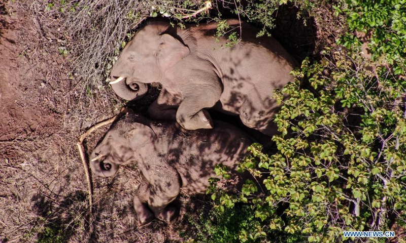 Aerial photo taken on June 20, 2021 shows the Asian elephants in Dalongtan Township of Eshan County, Yuxi City of southwest China's Yunnan Province. (Photo: Xinhua)