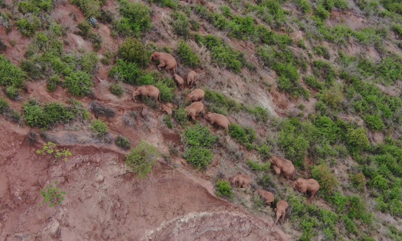 The aerial video screenshot taken on June 18, 2021 shows a herd of wild Asian elephants in Eshan County of Yuxi City, southwest China's Yunnan Province. (Photo: Xinhua)
