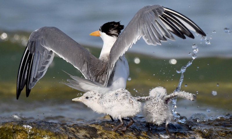 Photo taken on June 20, 2021 shows a lesser crested tern and two baby birds on Kubbar Island, Kuwait.(Photo: Xinhua)
