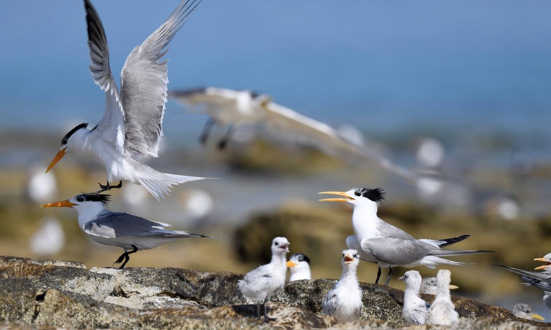 Photo taken on June 20, 2021 shows lesser crested terns on Kubbar Island, Kuwait.(Photo: Xinhua)