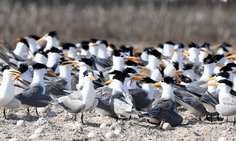 Photo taken on June 20, 2021 shows lesser crested terns on Kubbar Island, Kuwait.(Photo: Xinhua)