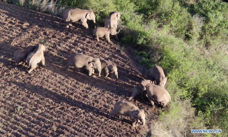 Screen grab from drone video shows the Asian elephants in Eshan County of Yuxi, southwest China's Yunnan Province on June 20, 2021. China's herd of 14 wandering wild Asian elephants has traveled further north, re-entering Shijie Township in Yimen County, in southwest China's Yunnan Province, authorities said on Monday.(Photo: Xinhua)