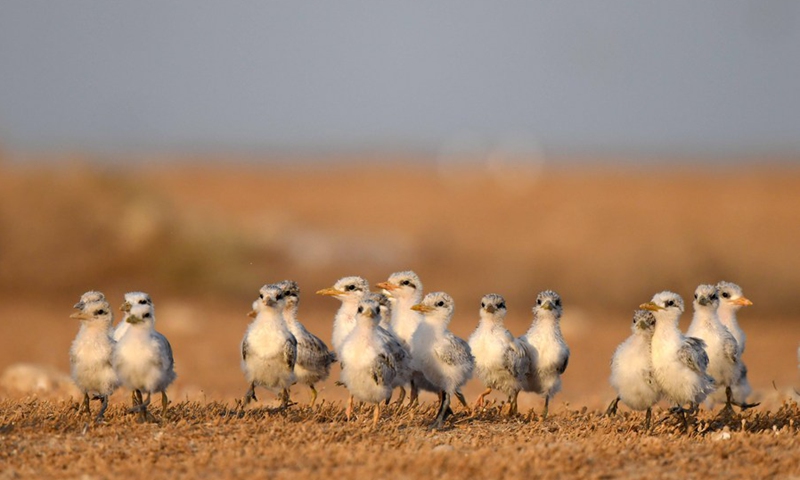 Photo taken on June 20, 2021 shows baby lesser crested terns on Kubbar Island, Kuwait.(Photo: Xinhua)