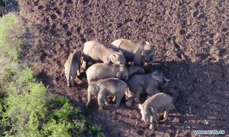 Screen grab from drone video shows the Asian elephants in Eshan County of Yuxi, southwest China's Yunnan Province on June 20, 2021. China's herd of 14 wandering wild Asian elephants has traveled further north, re-entering Shijie Township in Yimen County, in southwest China's Yunnan Province, authorities said on Monday.(Photo: Xinhua)