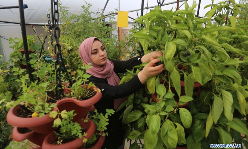 Palestinian Athar Amli works at her hydroponic farm in the West Bank city of Nablus, on June 23, 2021. Amli graduated from Accounting and Business Administration three years ago, and she started her own business with a hydroponic farm where she grows lettuce, broccoli, beans, parsley, green onions and other types of vegetables with specialized irrigation methods.(Photo: Xinhua)