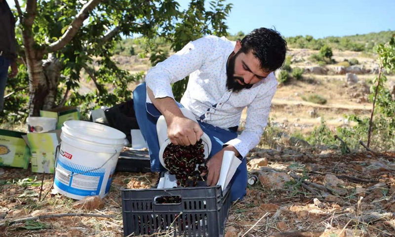 Amer Yahya puts cherries in a box to sell them in Rashaya al-Wadi, Lebanon, on June 21, 2021.(Photo: Xinhua)