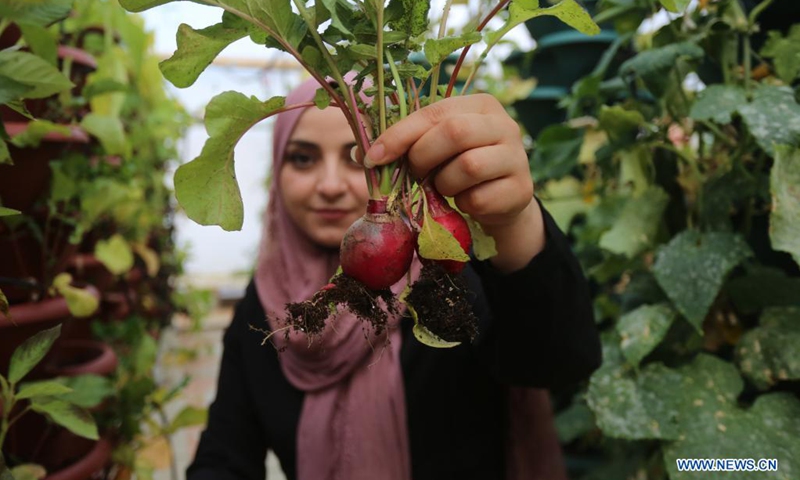 Palestinian Athar Amli displays radishes at her hydroponic farm in the West Bank city of Nablus, on June 23, 2021. Amli graduated from Accounting and Business Administration three years ago, and she started her own business with a hydroponic farm where she grows lettuce, broccoli, beans, parsley, green onions and other types of vegetables with specialized irrigation methods.(Photo: Xinhua)