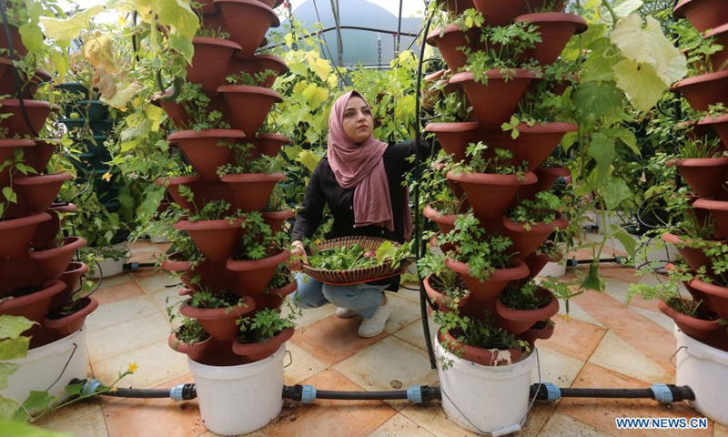 Palestinian Athar Amli works at her hydroponic farm in the West Bank city of Nablus, on June 23, 2021. Amli graduated from Accounting and Business Administration three years ago, and she started her own business with a hydroponic farm where she grows lettuce, broccoli, beans, parsley, green onions and other types of vegetables with specialized irrigation methods.(Photo: Xinhua)