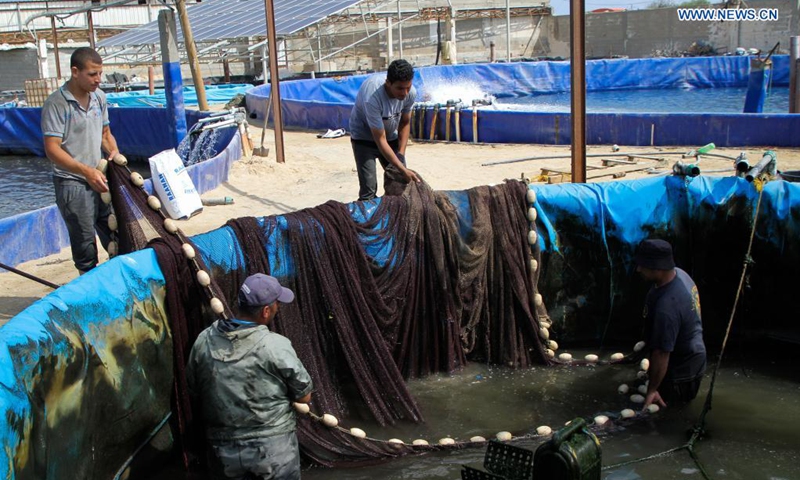 Palestinian workers are seen at a fish farm in the southern Gaza Strip City of Rafah, on June 14, 2021.(Photo: Xinhua)