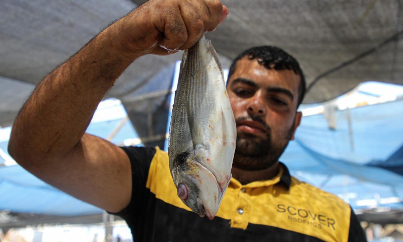 A Palestinian worker displays a fish at a fish farm in Gaza City, on June 14, 2021.(Photo: Xinhua)
