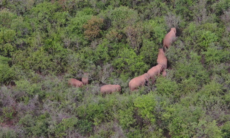 Screen grab from drone video shows the Asian elephants in Dalongtan Township, Eshan County of Yuxi City, southwest China's Yunnan Province on June 22, 2021.(Photo: Xinhua)