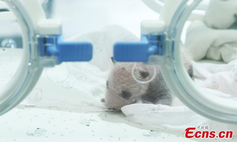 Twin panda cubs are seen at the Chongqing Zoo in southwest China's Chongqing, June 25, 2021. Giant panda Mang Zai gave birth to twins on June 10. The first cub weighed 161g and the second cub 151g. A staff member cares for one newly-born panda cub, while Mang Zai takes care of the other.Photo:China News Service