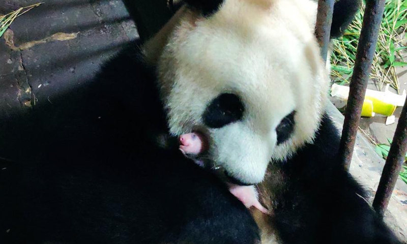 Giant panda Mang Zai holds her cub.Photo:China News Service