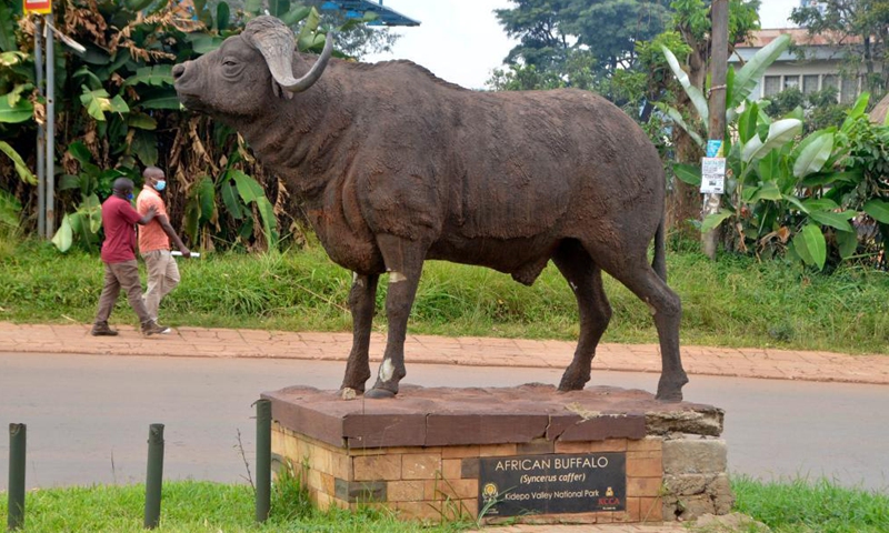 An African buffalo sculpture is seen in Kampala, Uganda, June 25, 2021. Uganda has suspended domestic tourism amid rising cases of COVID-19, a tourism official said here Friday. Uganda used to earn over 1.6 billion U.S. dollars annually from the tourism sector, but the country's tourism earnings in 2020 dropped by 73 percent due to the pandemic, according to the tourism ministry.Photo:Xinhua
