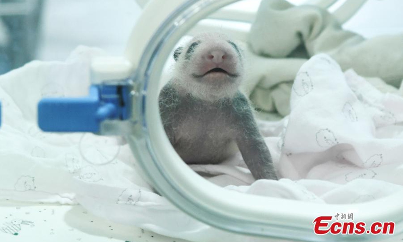 Twin panda cubs are seen at the Chongqing Zoo in southwest China's Chongqing, June 25, 2021. Giant panda Mang Zai gave birth to twins on June 10. The first cub weighed 161g and the second cub 151g. A staff member cares for one newly-born panda cub, while Mang Zai takes care of the other.Photo:China News Service