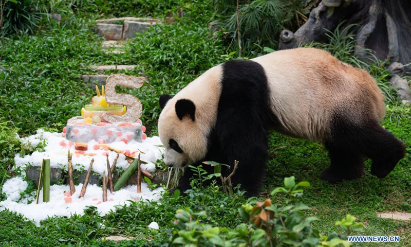 Giant panda Kangkang eats a birthday cake in Macao, south China, June 26, 2021. The twin panda brothers Jianjian and Kangkang celebrated their fifth birthday on Saturday.(Photo: Xinhua)